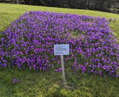 Crocus planting at Pirelli